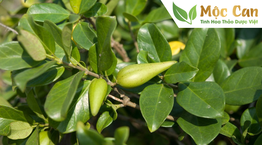 Dây thìa canh kết hợp cùng dây khổ qua rừng điều trị tiểu đường 1